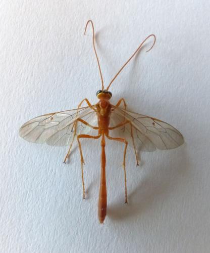 Réf. 267 678 : Enicospilus sp.